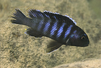 Pseudotropheus sp. 'tiny' Thumbi West Island